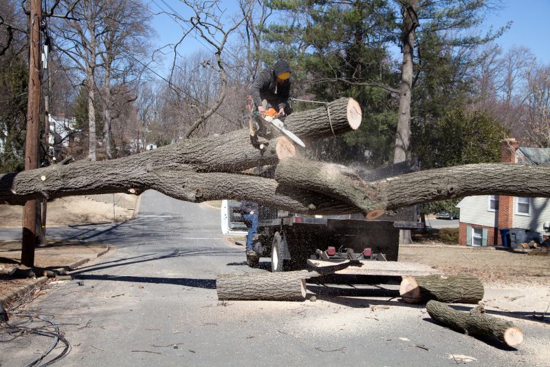 Tree Removal and Trimming Services